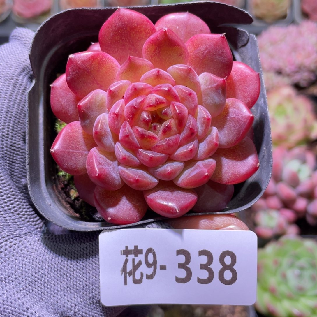 花利美9-338糖心  