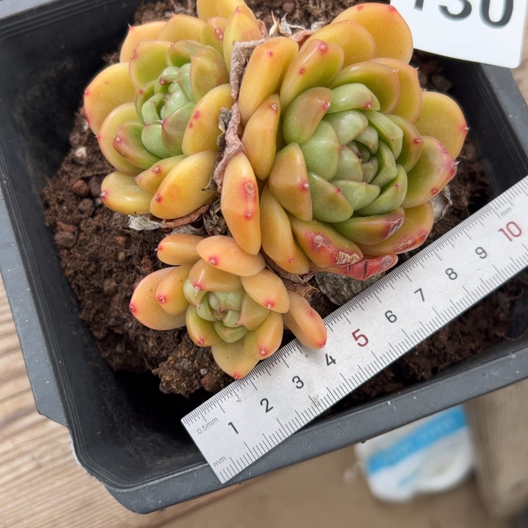 小*颖130 多肉植物组合盆栽