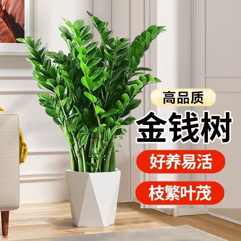 70 - 80公分金钱树盆栽室内客厅四季常青好养绿植