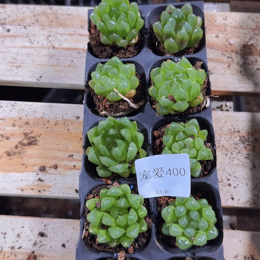 晚上福利一物一拍400