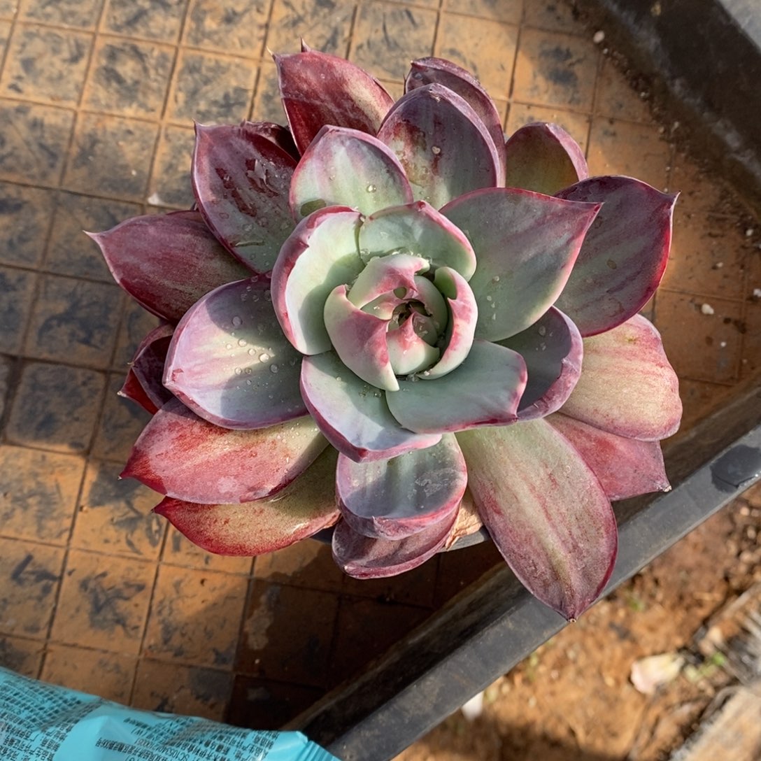 星****         92。        