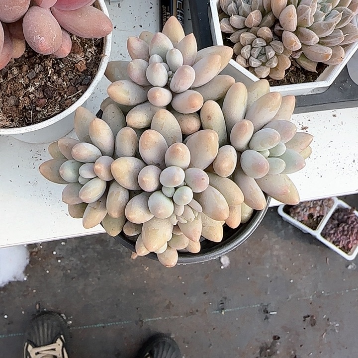 青蛙王子儿童牙膏111