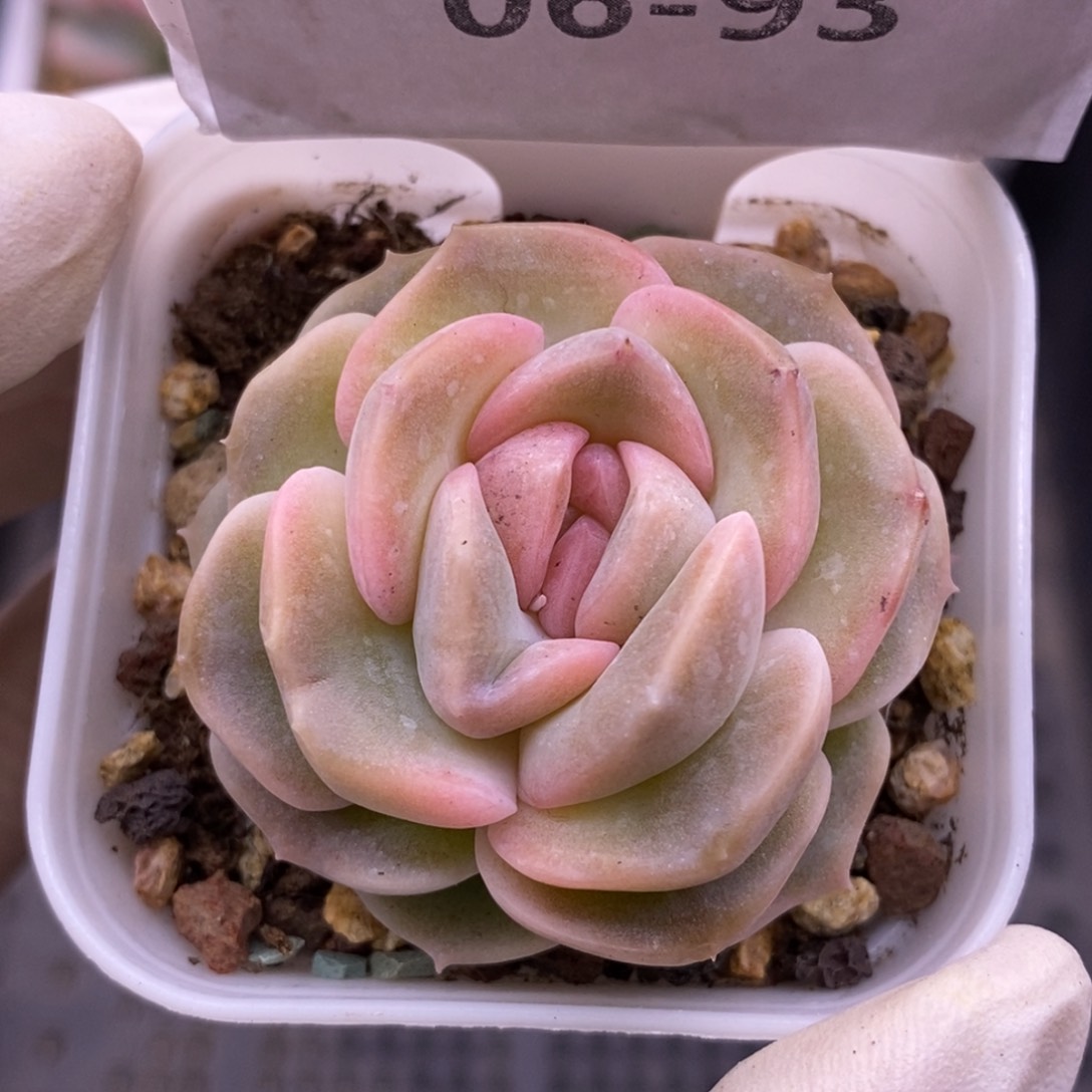 【闪购商品】06-93良辰