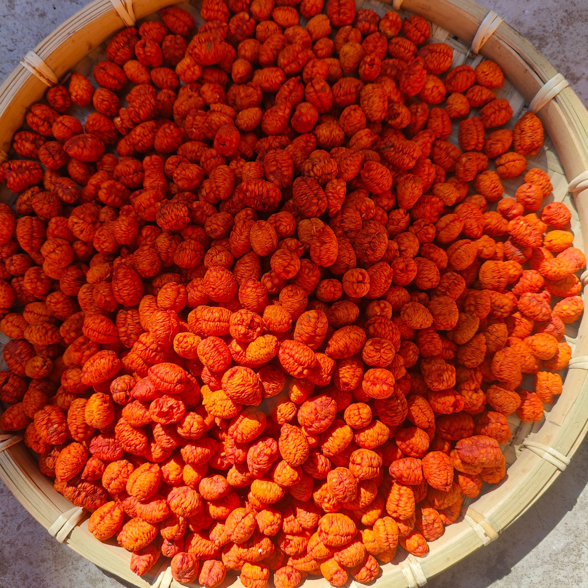 【霞姐专属】龙鳞果 深山精选高海拔头茬货