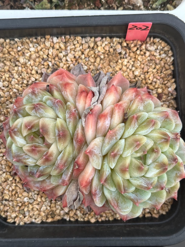 202号冰魄双头多肉