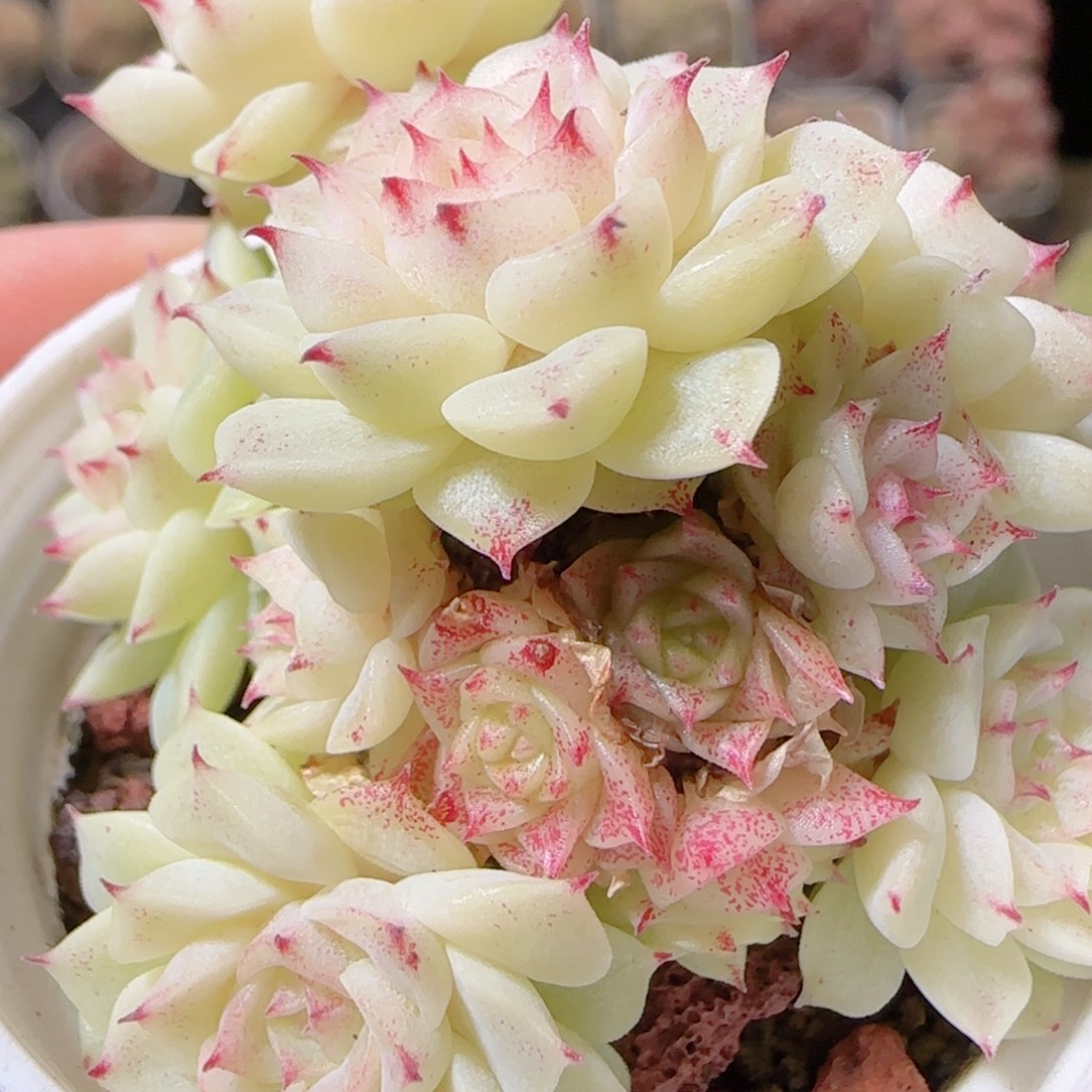 花语多肉1218-103散