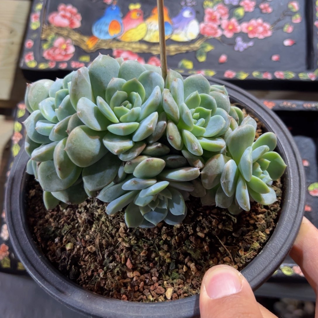 新年快乐 新年快乐