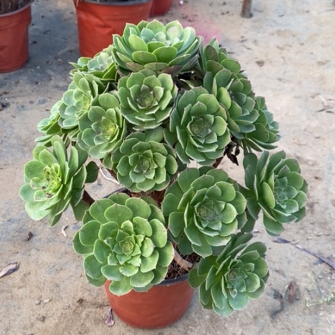 万圣节有断枝多肉植物046