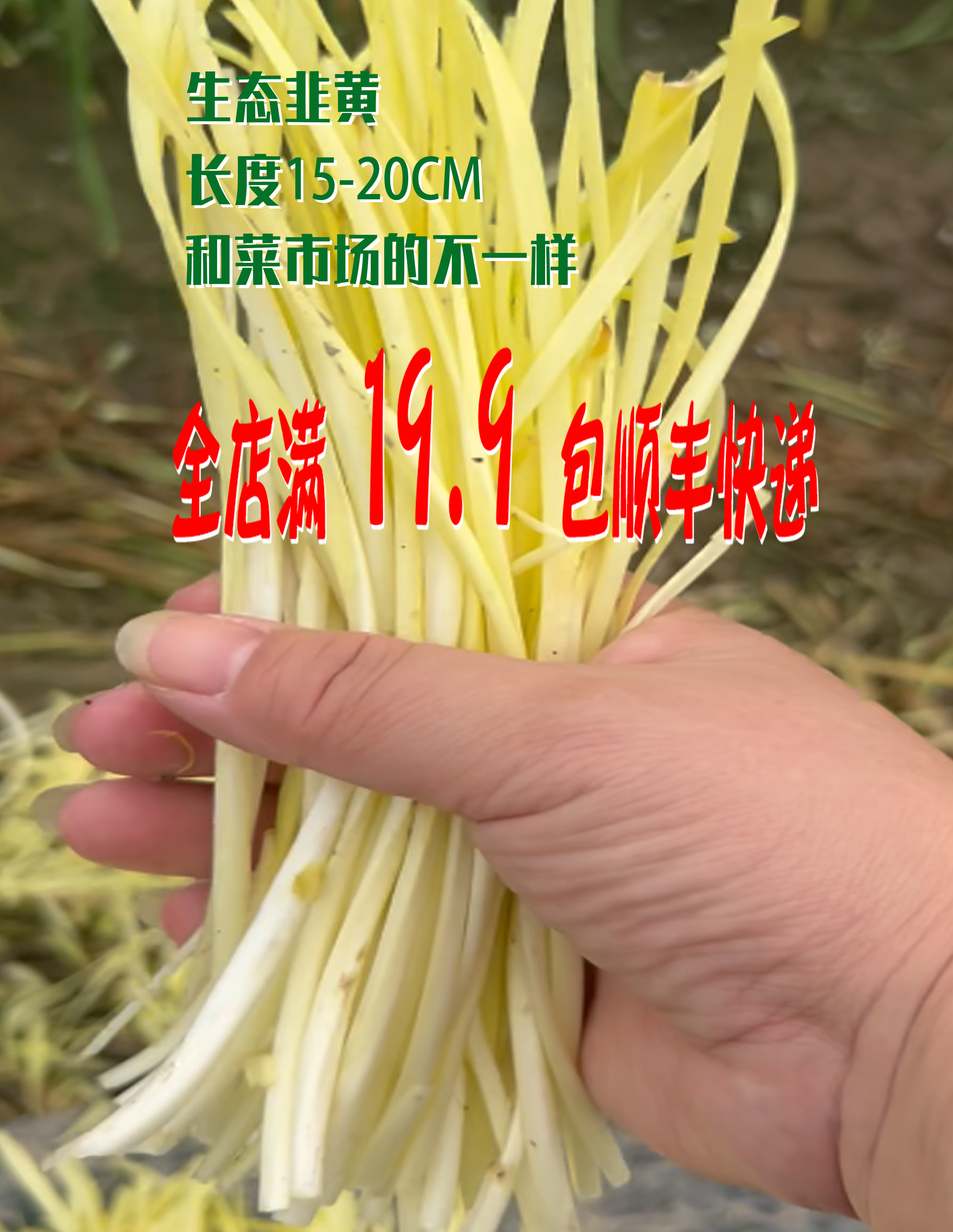 (顺丰快递 ）常熟本地新鲜现采现发短韭黄