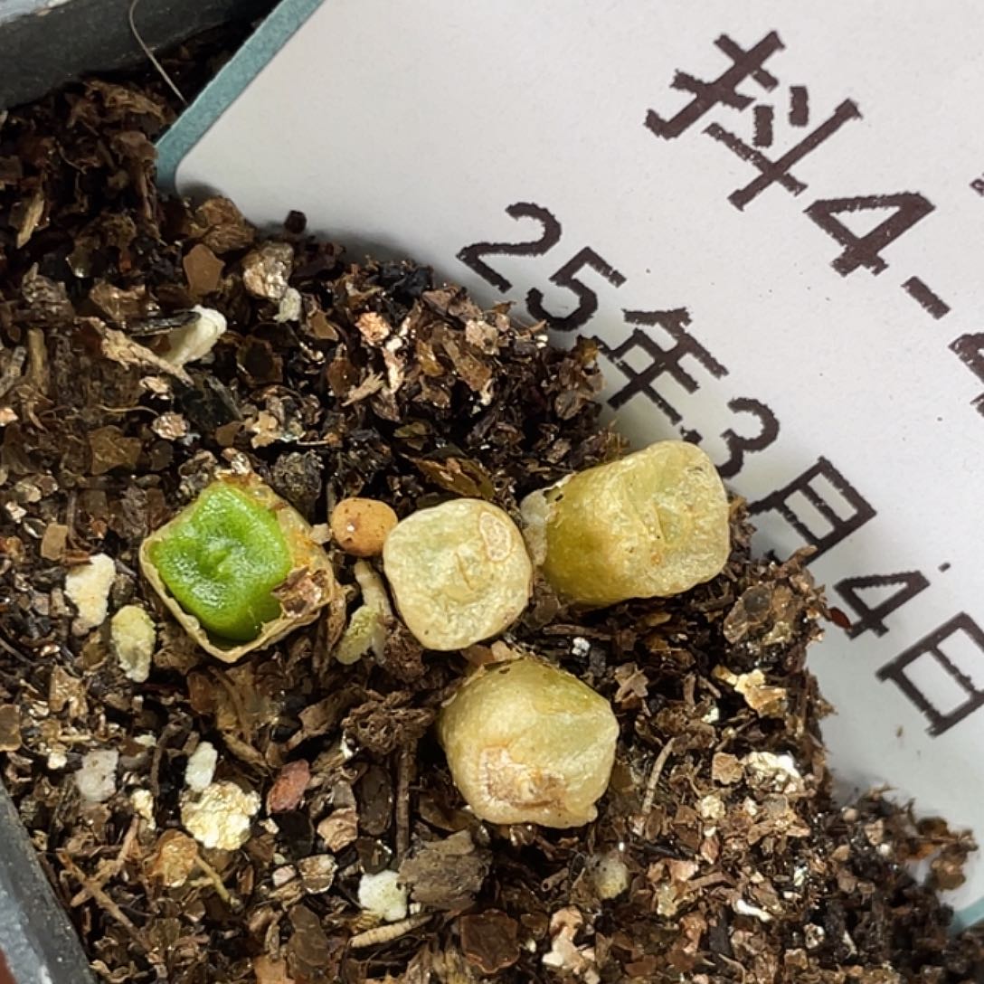 4-43方糖多肉植物