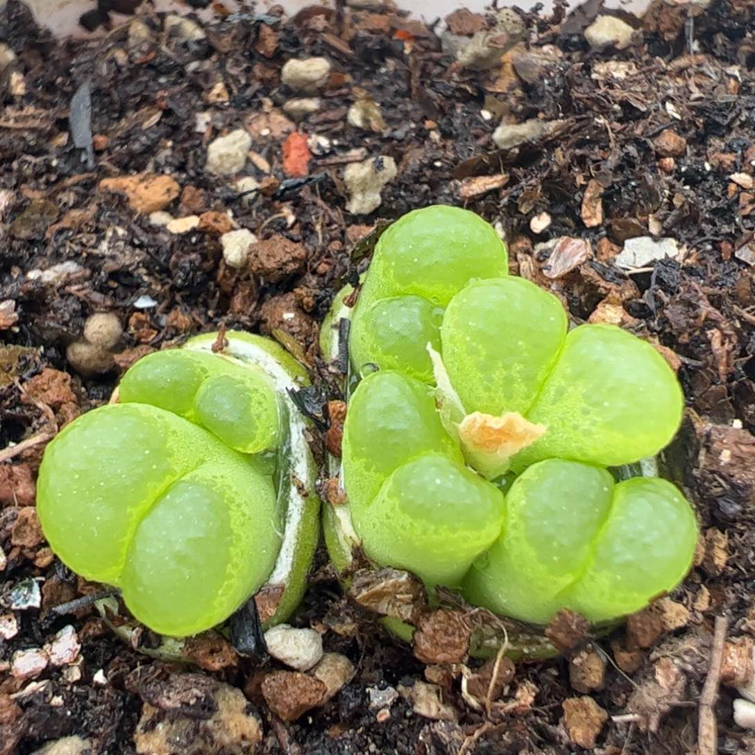 特价大眼睛母本6头多肉