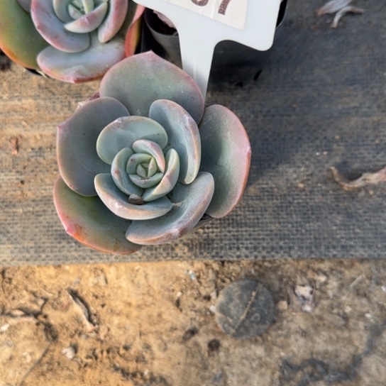 ✿****67奶茶多肉植物多