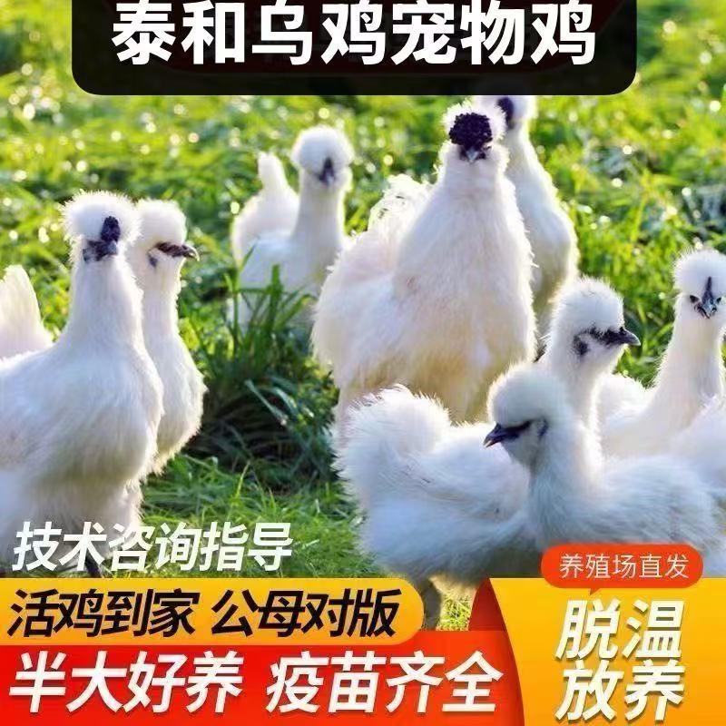 宠物鸡散养白凤乌鸡