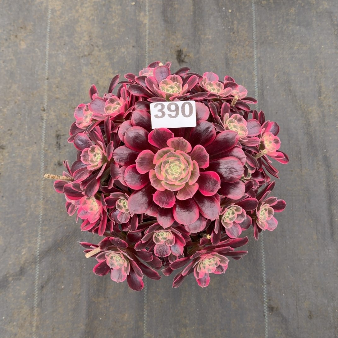 390！凤冠法师多肉植物