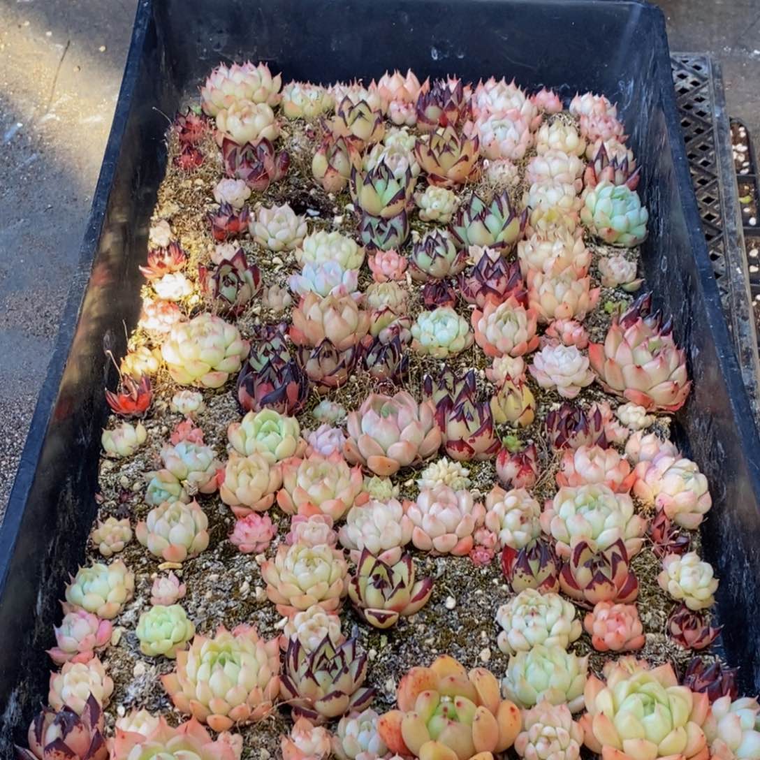 286多人在一起的时候就