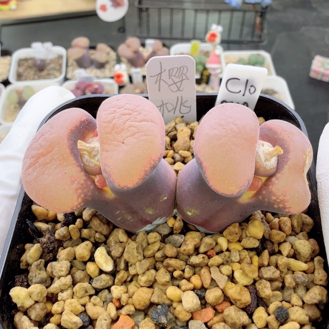 C10 原始母本 1-1-L8 