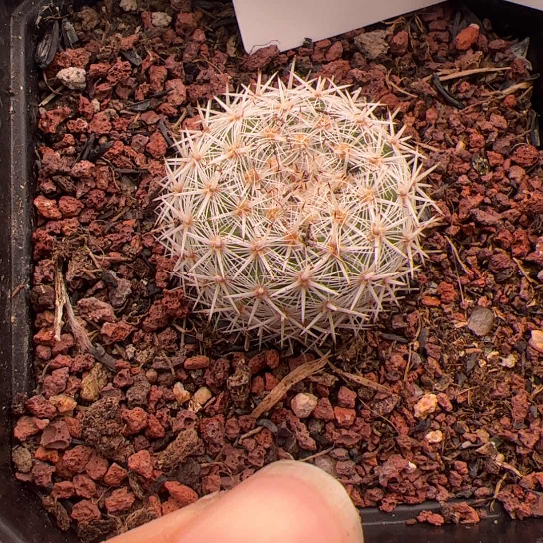 625号球球2.22多肉