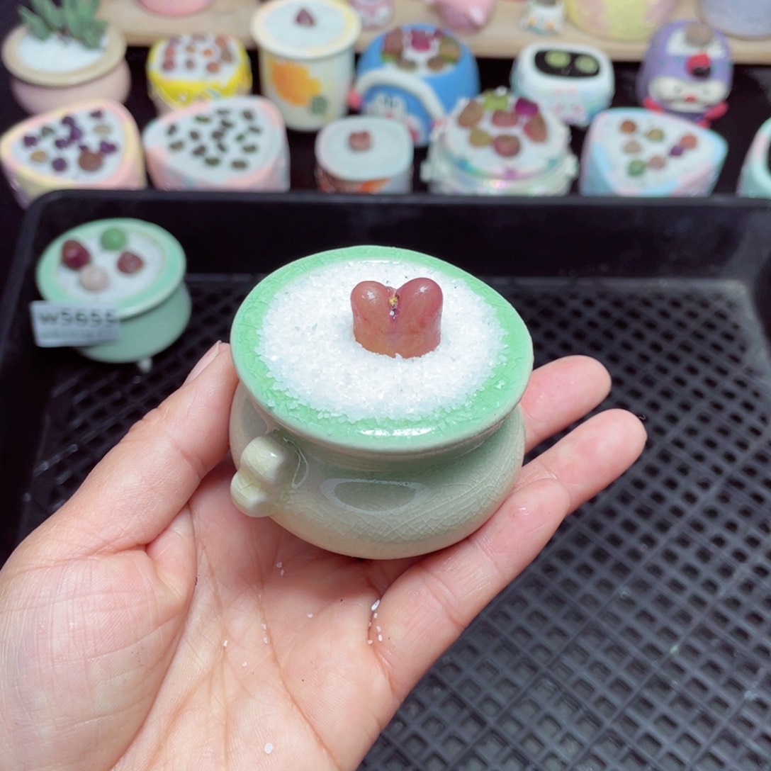 w5656 -零下地区拍保温箱-15支持寄养