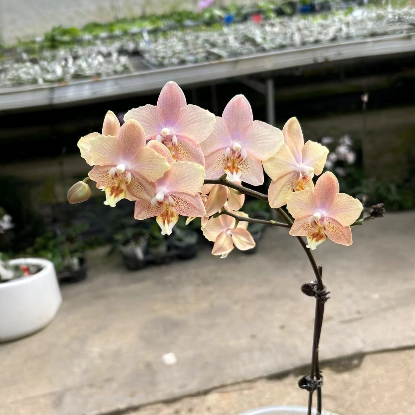 枫之谷 1.7寸 少根 叶瑕 开花带香味原生趣味蝴蝶兰【锦尚兰业】