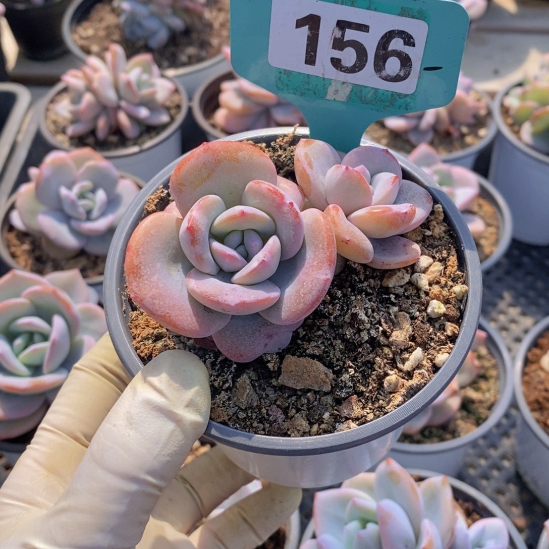 ?***珣156多肉植物1111