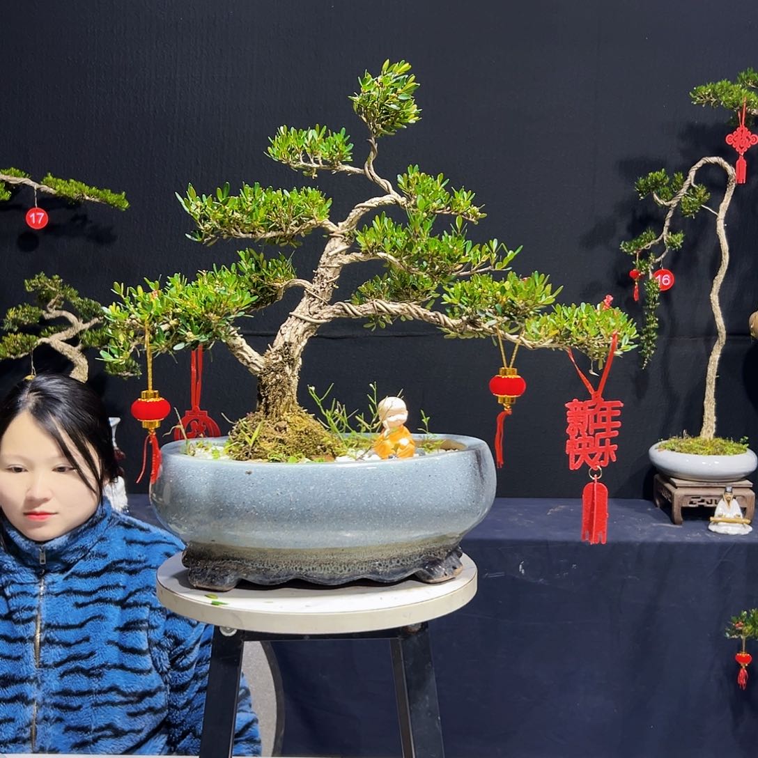 绿植广东皱皮黄杨木