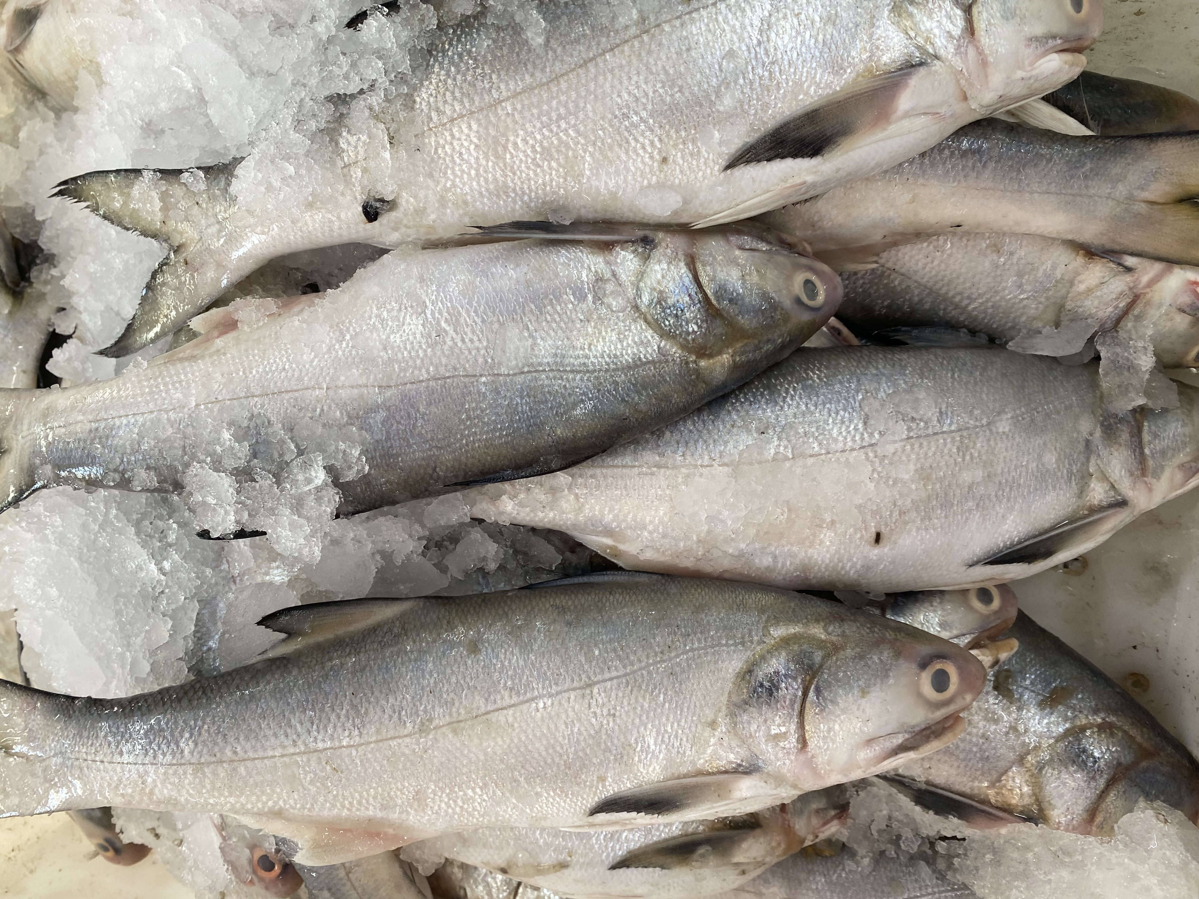 湛江本港新鲜海捕马友鱼午鱼肉质鲜嫩适合香煎