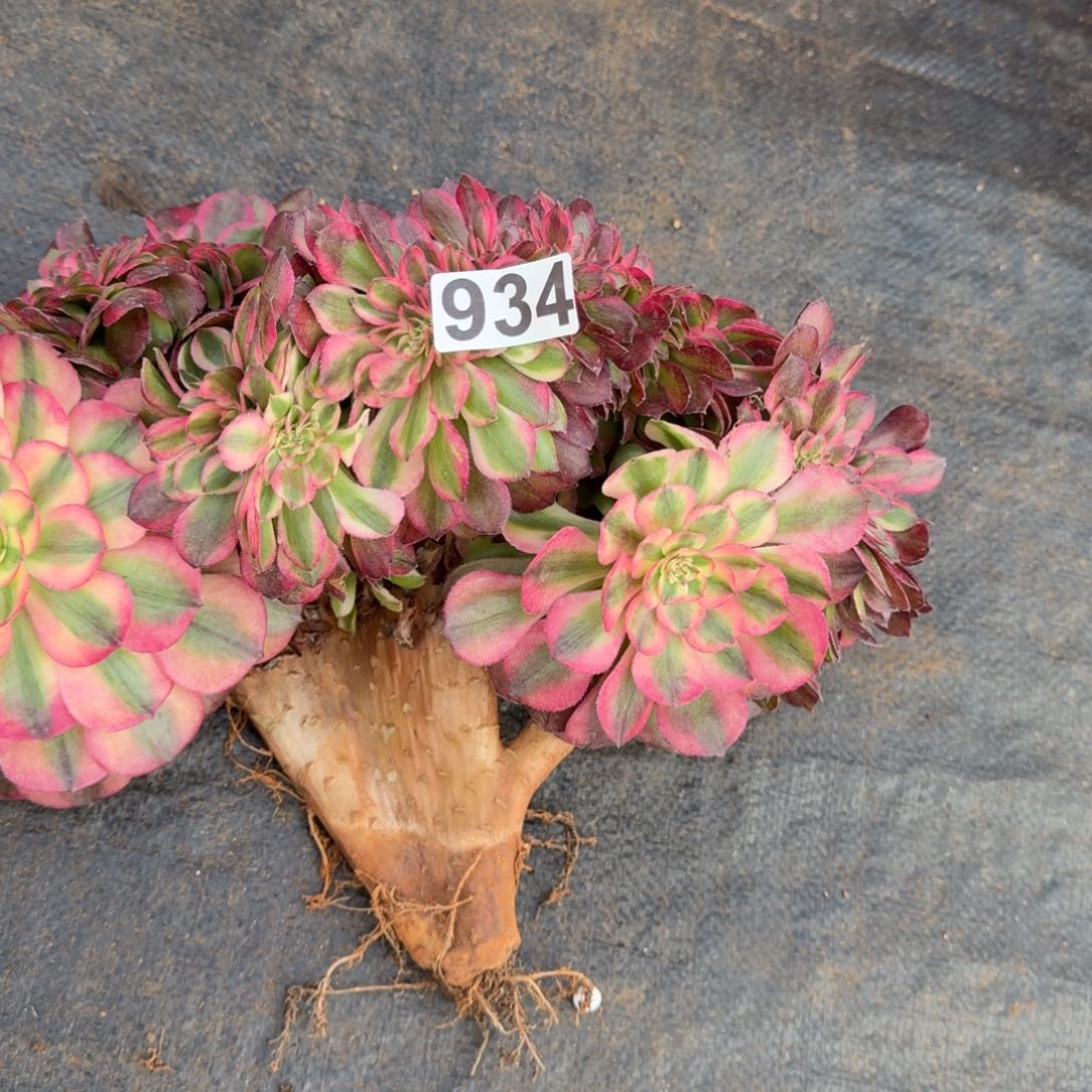 水***青934多肉植物荔枝缀