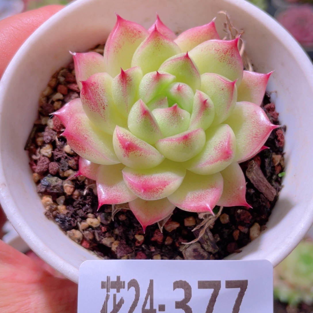 花利美24 _377麦秆  