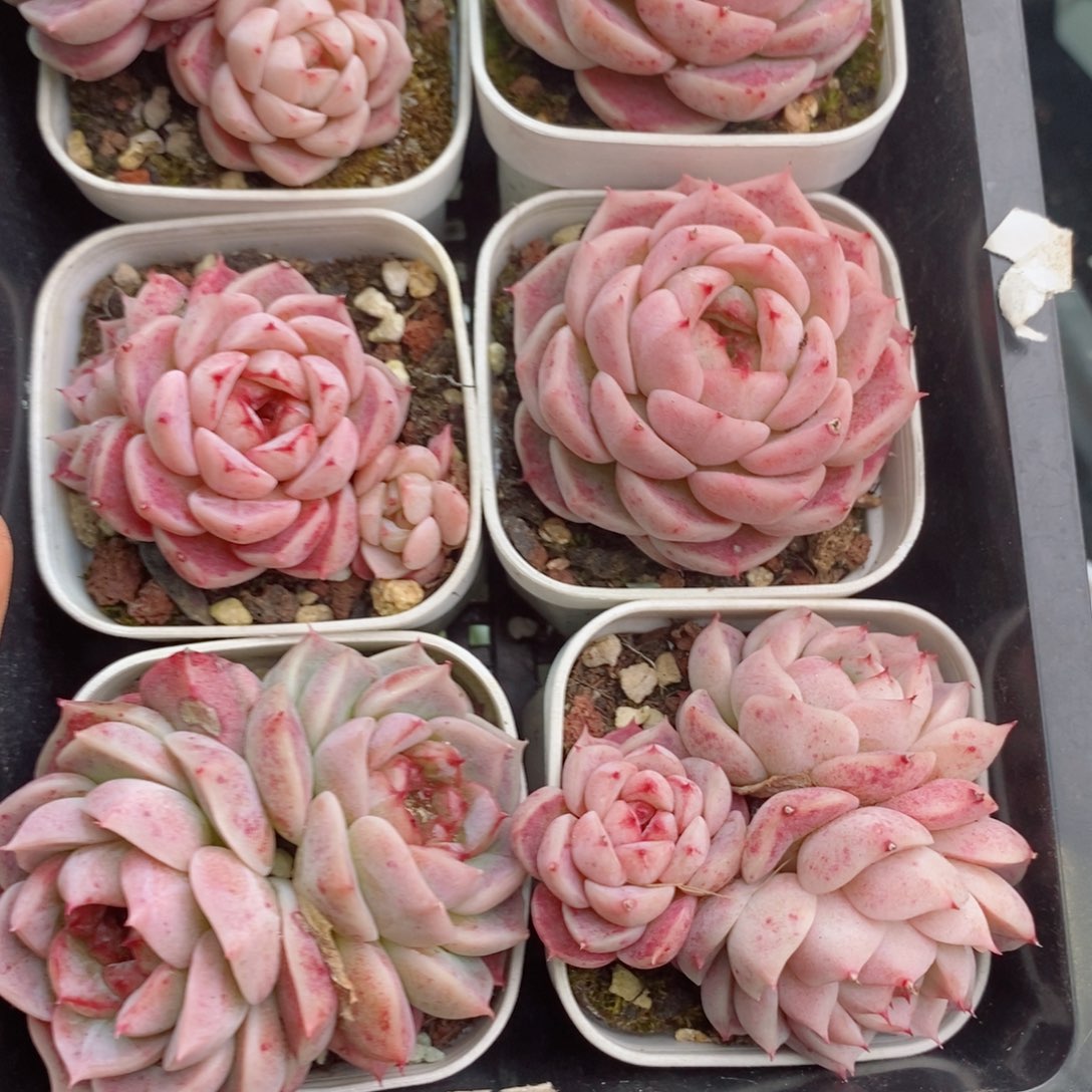 2-471 新疆西藏内蒙不发其他12.8包邮两到三公分多肉