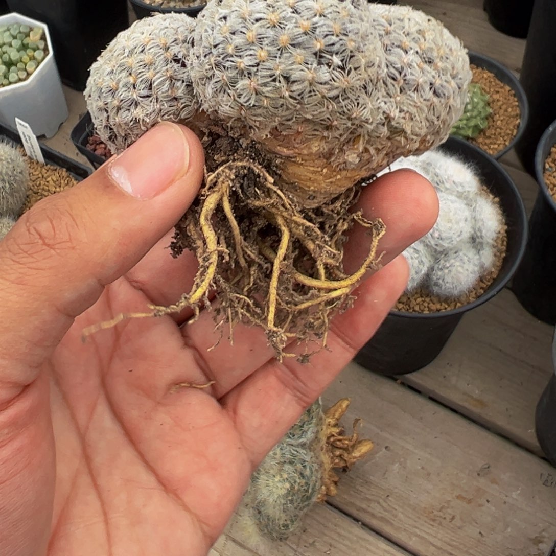 实生根杜威丸多肉植物