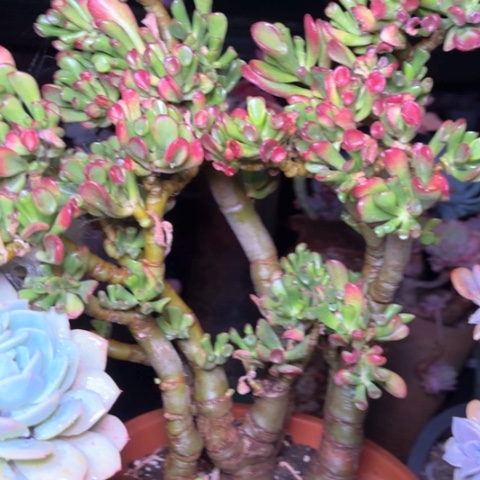 北*鱼多肉植物的植物