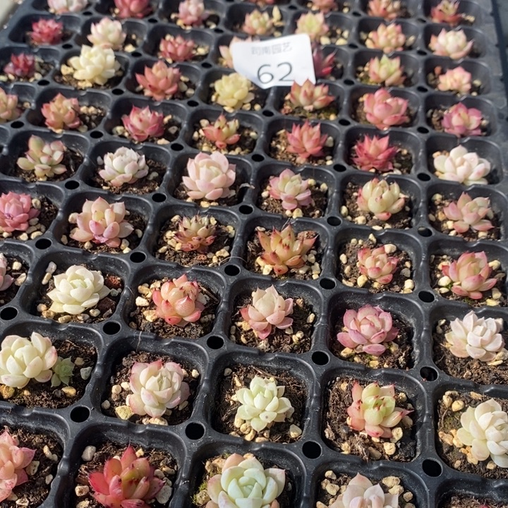 62多肉植物盆栽花卉