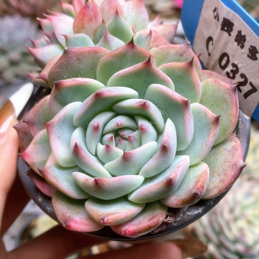 327锦锦锦锦锦锦锦