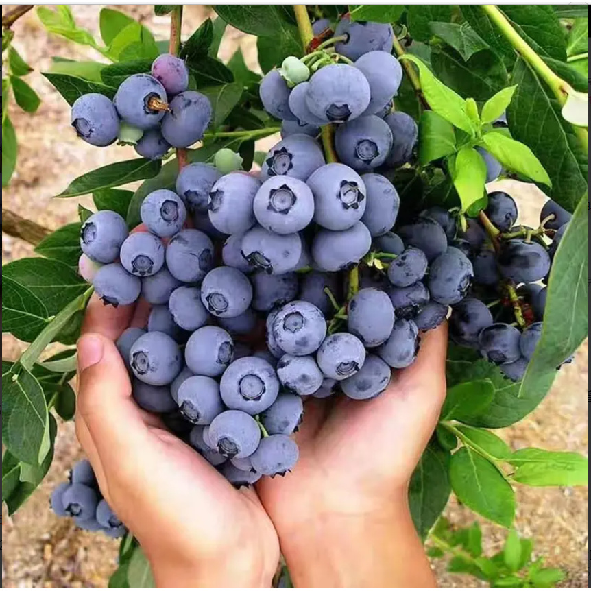 蓝莓   原土带果家养室内盆栽绿植网红造景植物