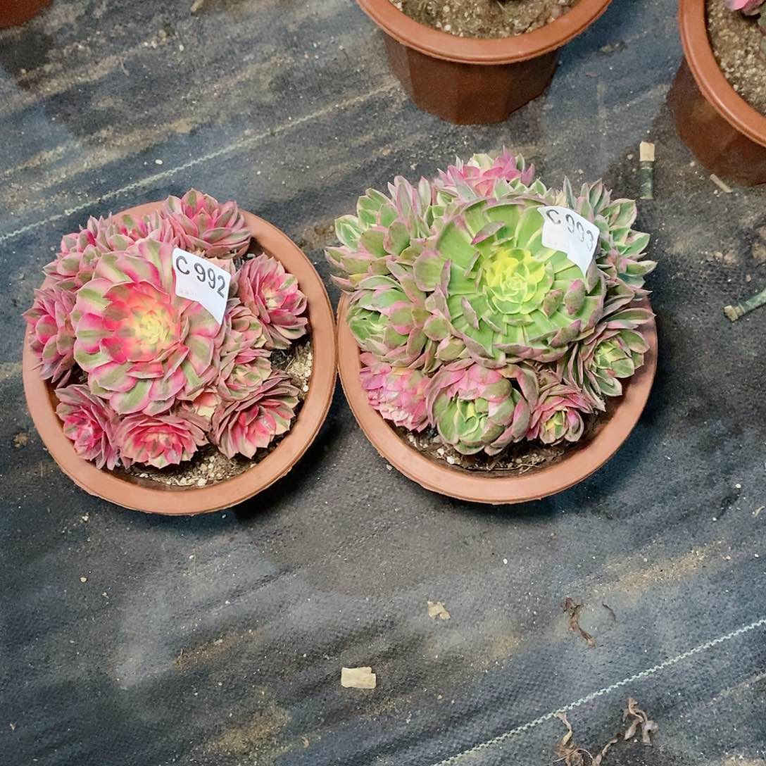 灵***姐组合992993多肉111111