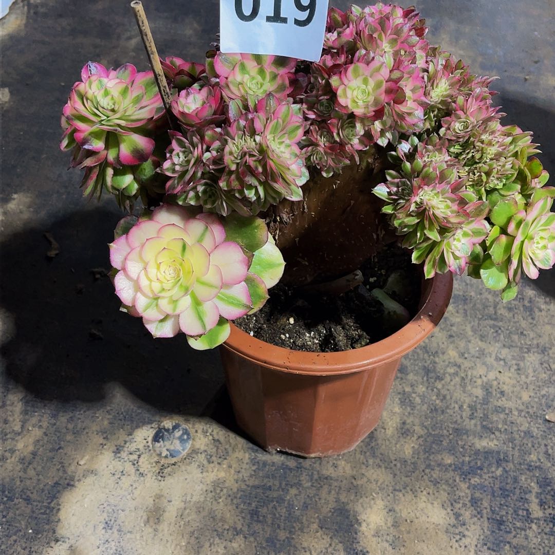 ?***а荔枝缀019拖土法师