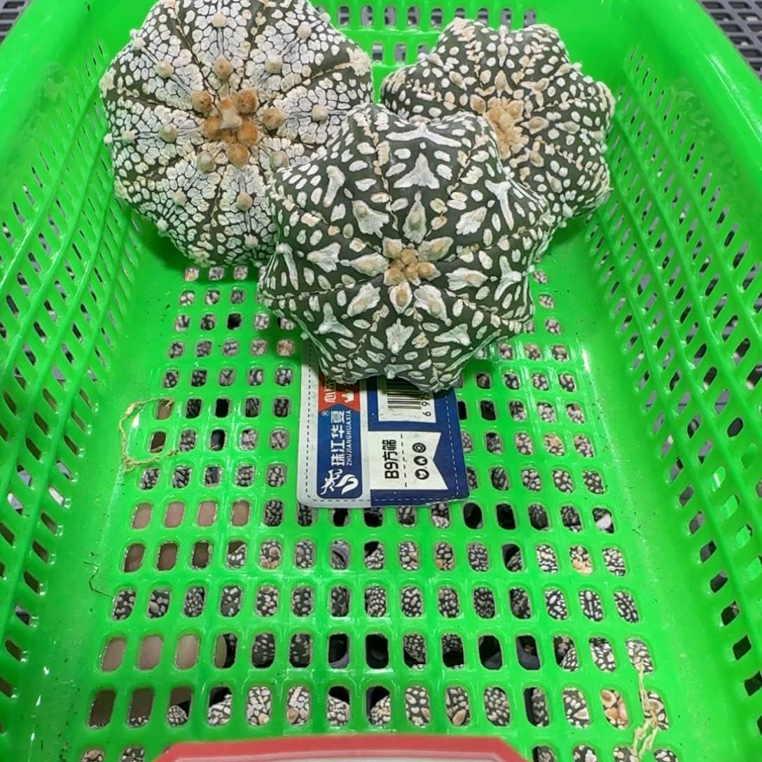 无花朵1号福利3个海星组合