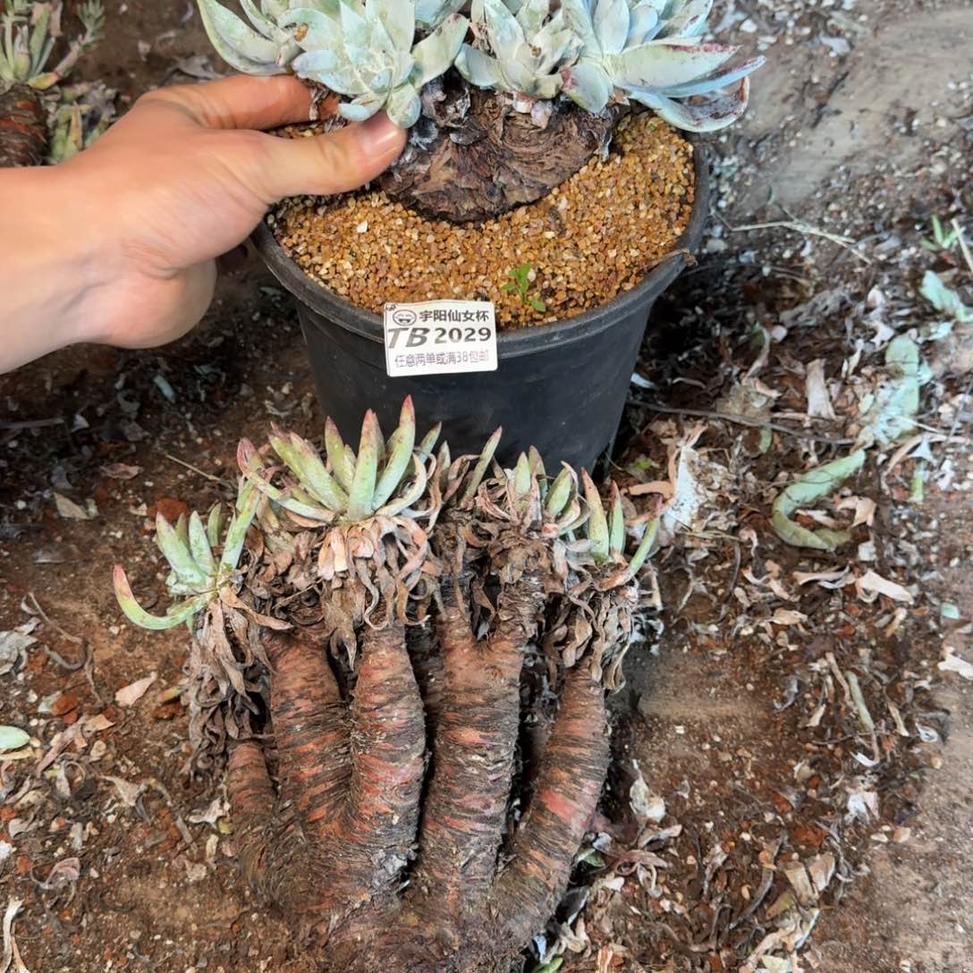 2029瑕疵两颗不售后