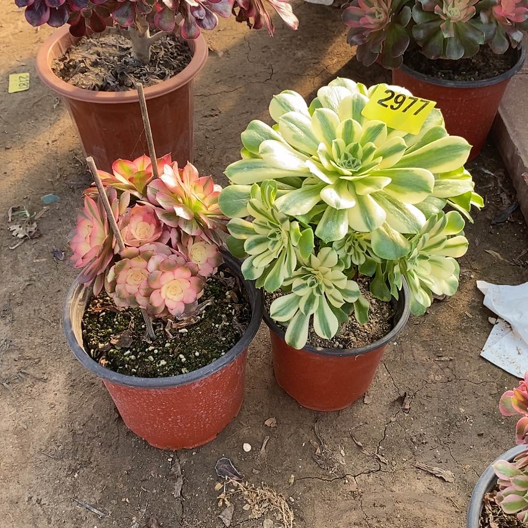 辛尼亚2977倾城小颗