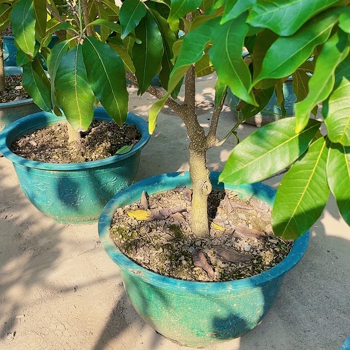 海***风完全开放果树88888