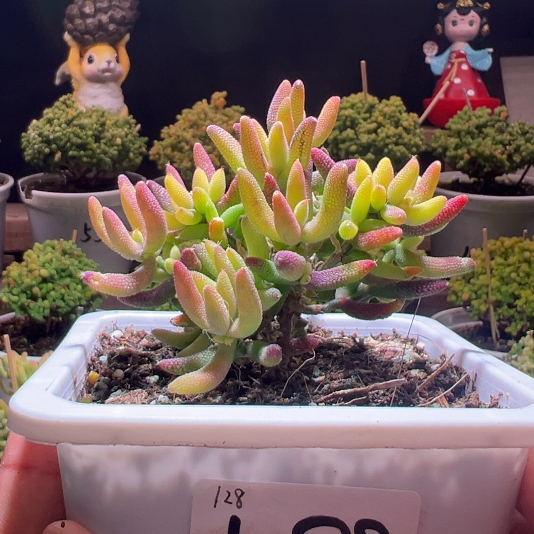 588玉米锦一物一拍包开箱