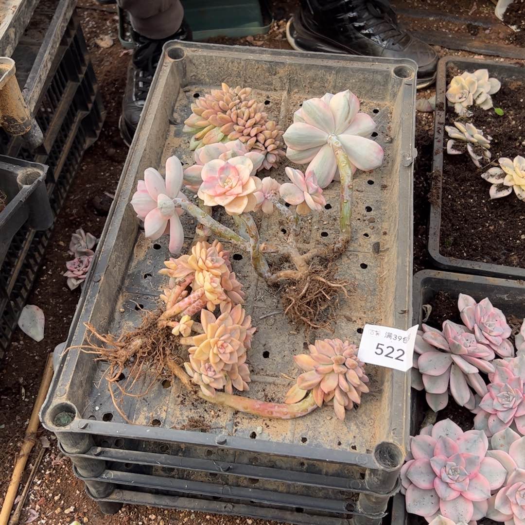 522紫乐锦老桩多肉植物