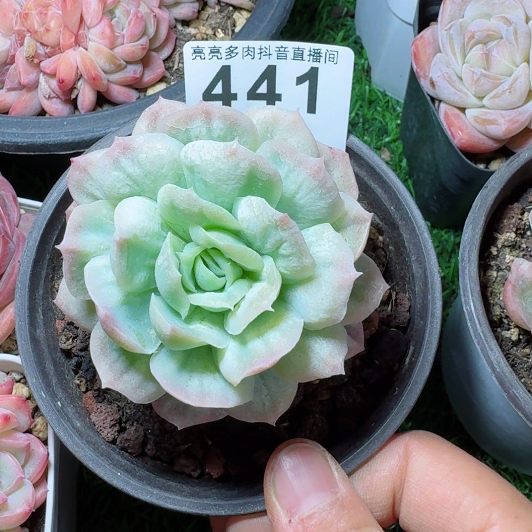 泡泡纱裙         多肉植物