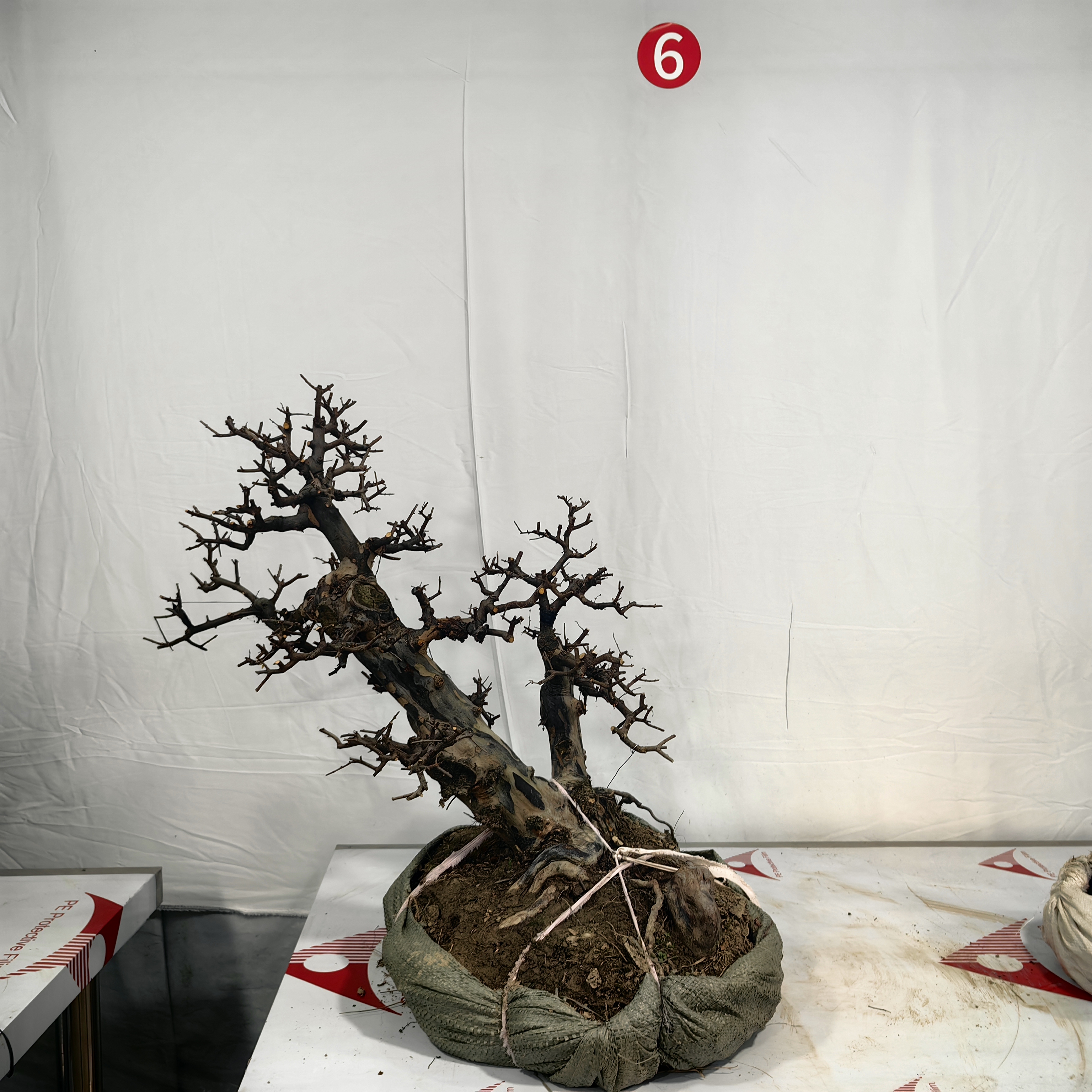 双杆雀梅盆景（高邮费地区）