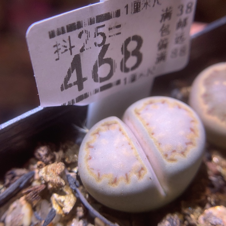 精品生石花25.468