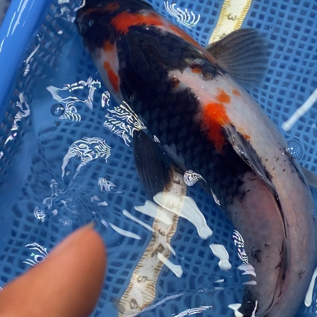 锦鲤冷水锦鲤包邮