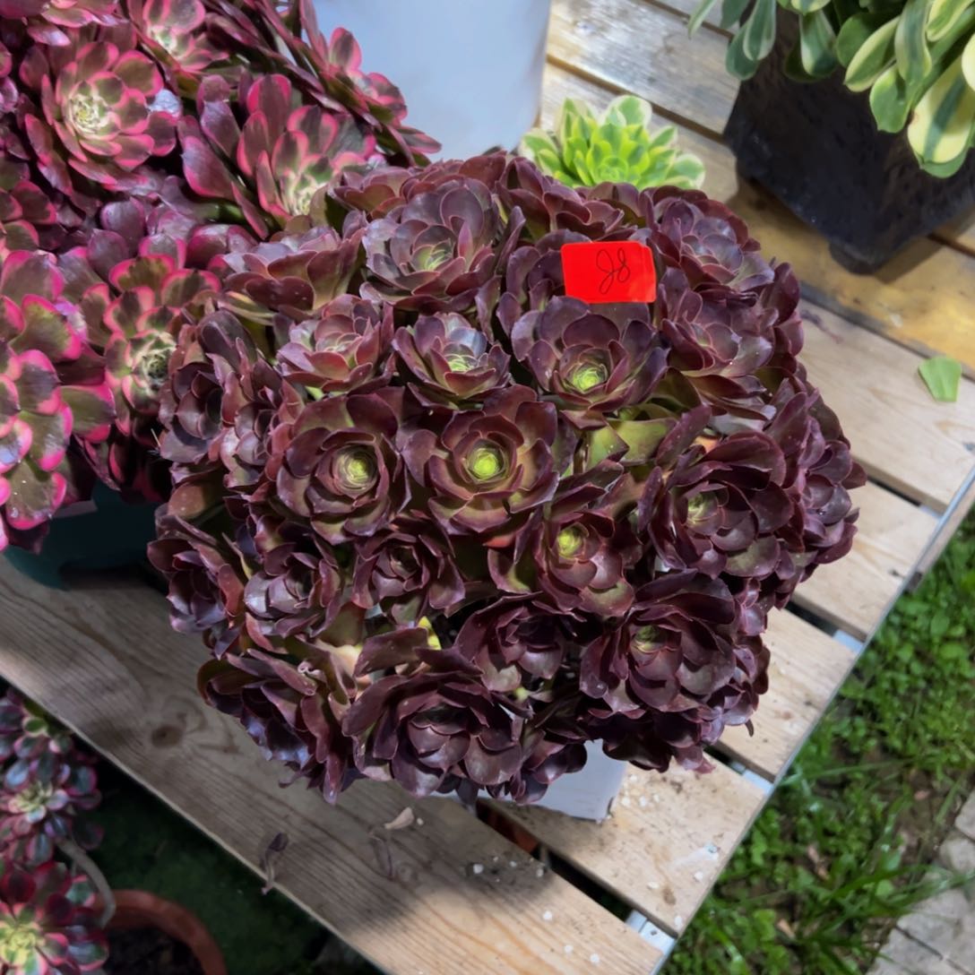 88炖肉植物发货魅金朵朵