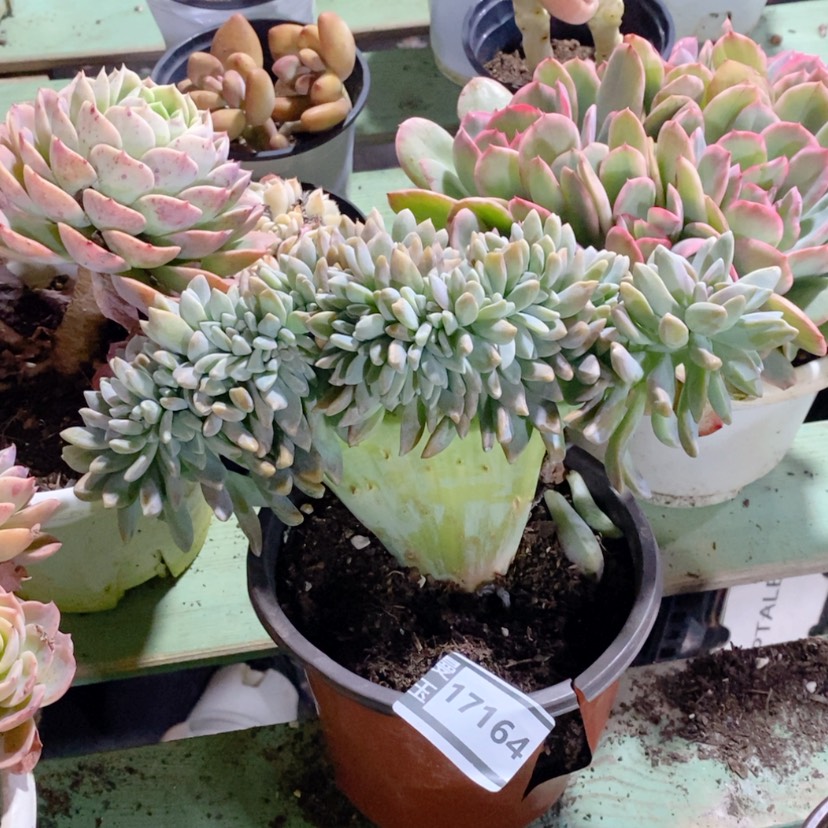 【闪购商品】淡雪缀17164