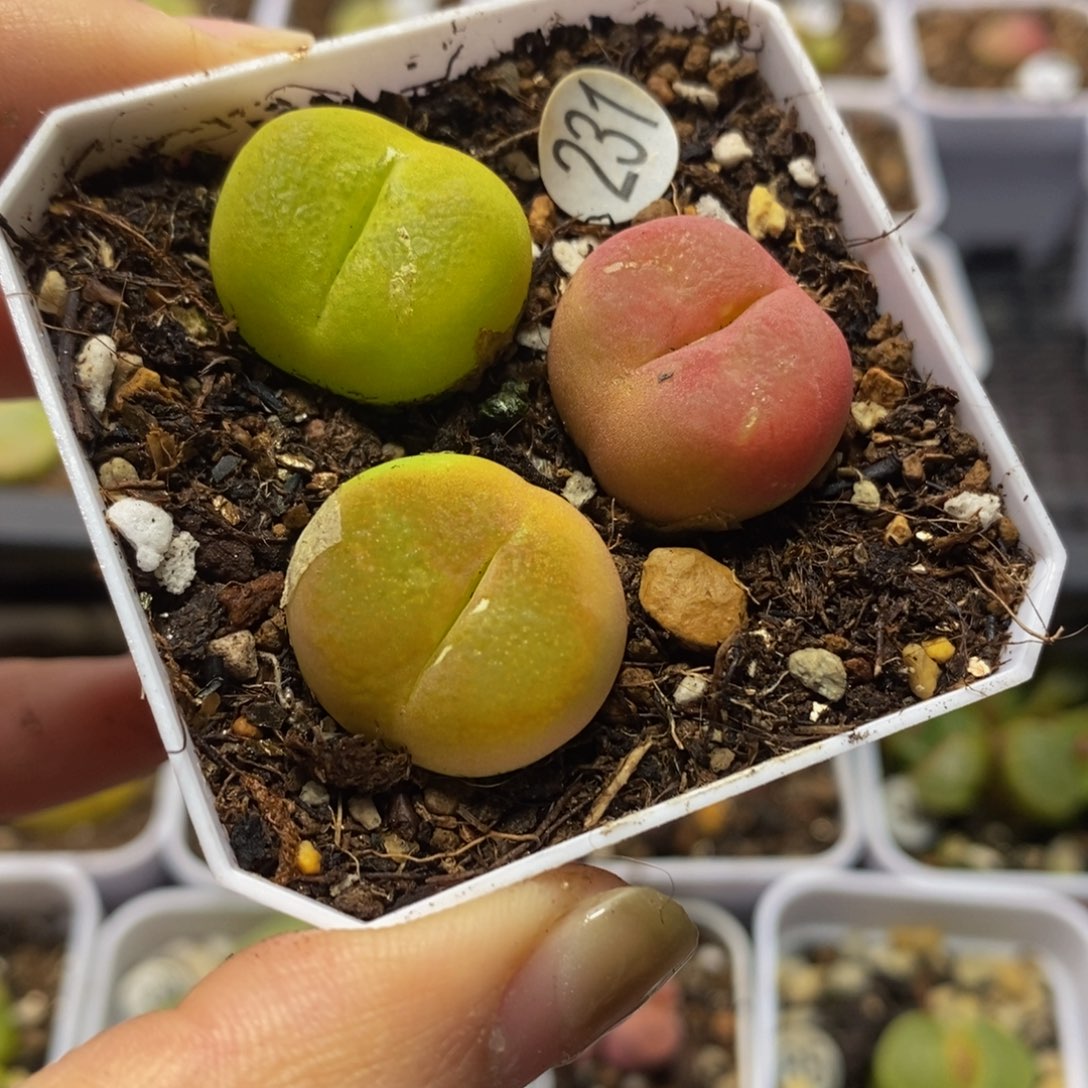 3颗瑕疵2cm多肉植物