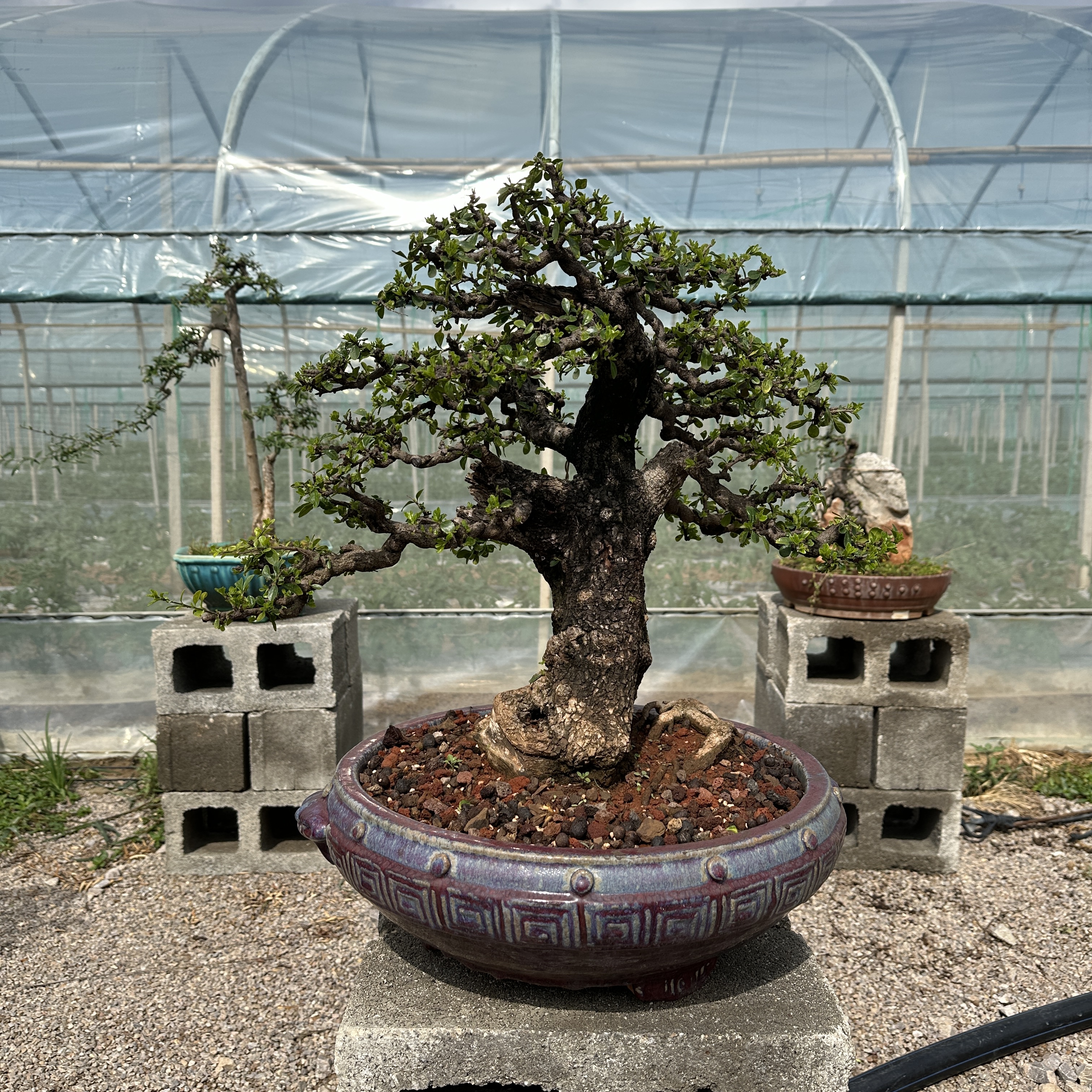 铁马鞭生熟桩生桩有风险购买需谨慎黄山松盆景茶室蚂蝗铁马鞭盆景